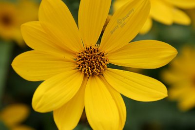 Yellow Daisy