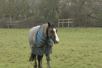 Horses at Milton Keynes