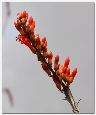 a flower in desert