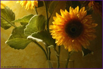 Sunflower with Judys lens.jpg