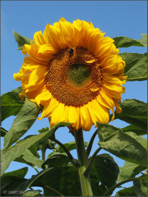 Sunflower-bumblebee.jpg
