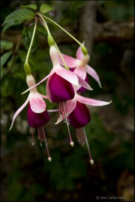 Fuchsias in my yard.jpg