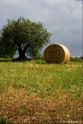 Apulia-olive tree-hay bale.jpg