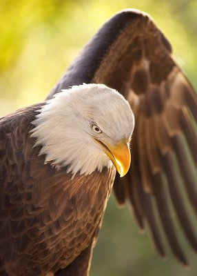 Eagle-backlit-copy.jpg