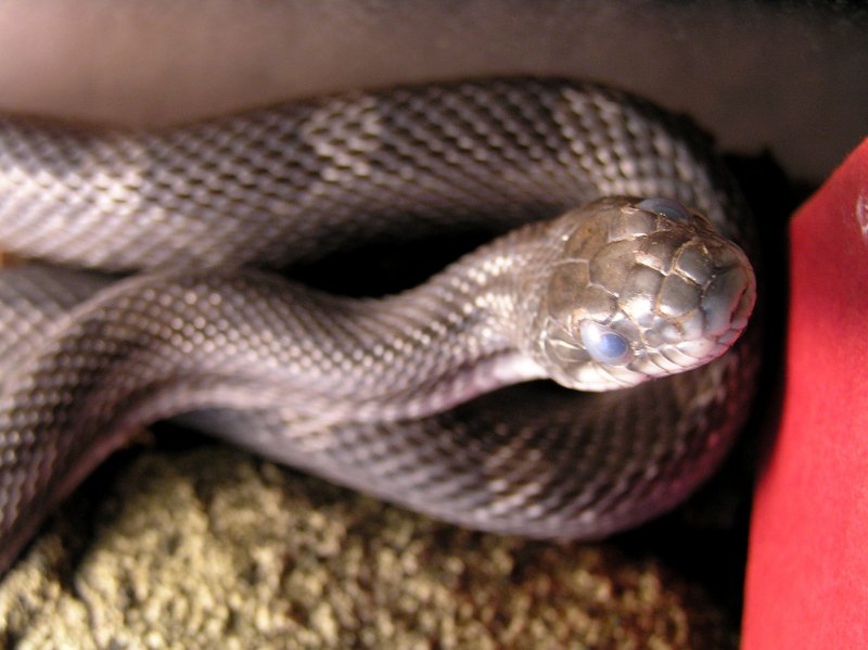 Old Blue Eyes