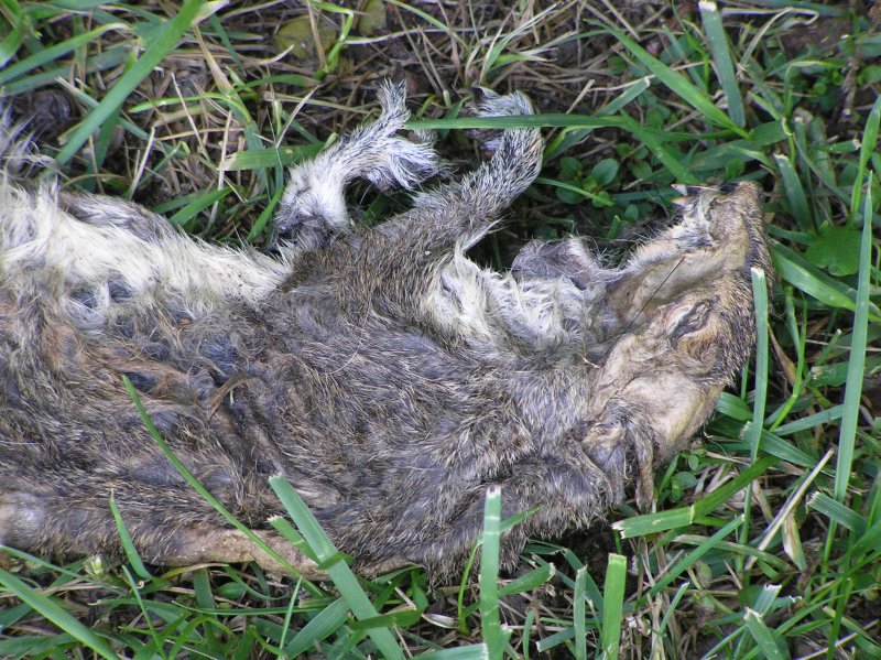 Nearby Squirrel Jerky