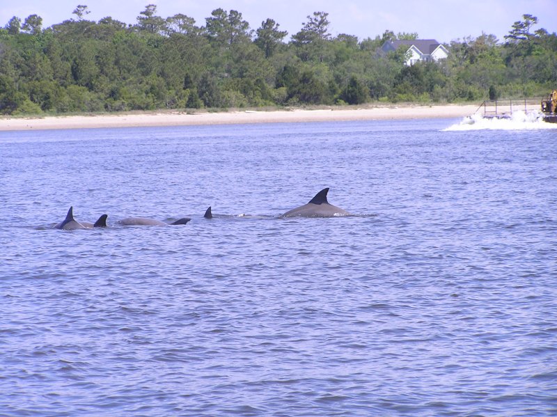 Intracoastal Waterway Dolphins