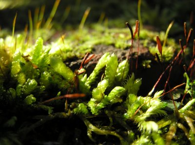 Moss, Lichen, Tiny Flora and Fungi