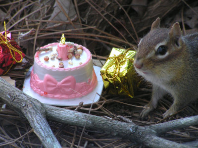 It's my neighbors birthday. Hope she likes Pop-Tart cake!