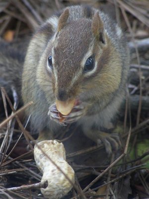 I'm nuts, I'm nuts, I'm nuts for peanuts.