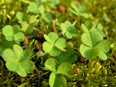 Macro of Moss & Clover