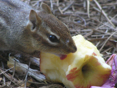Nothing like lickin an apple first thing in the morning!