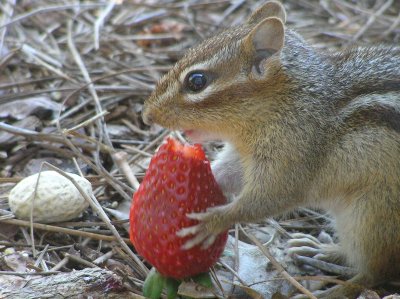Who can resist a strawberry! YUM!