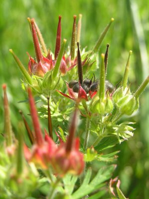 Weeds are in the Eye of the Yard-holder