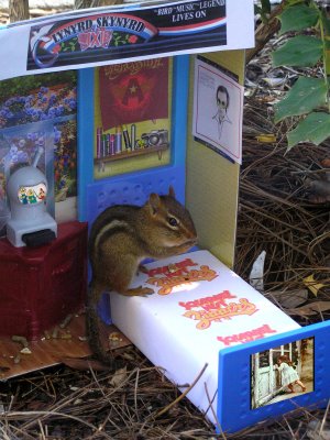 (A rare look inside a chipmunks den)