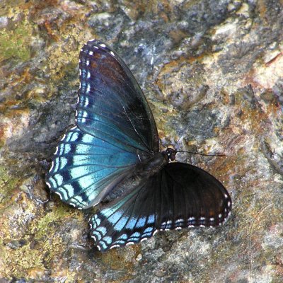Butterfly and Rock