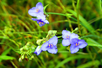 Texas Flowers