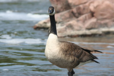 Goose at Sioux Falls