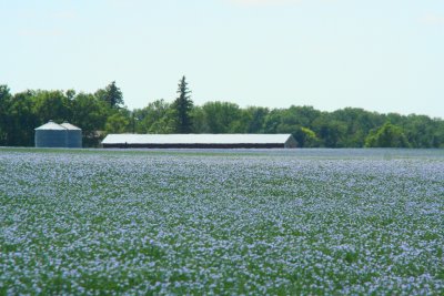 South Dakota Flowers