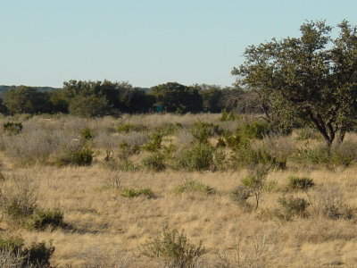 Deer Hunt 2003