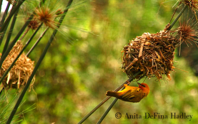 Weaver bird at nest