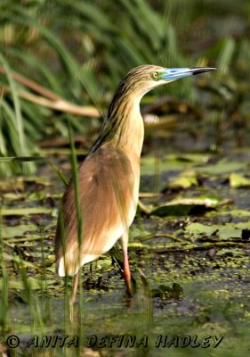 Squacco Heron