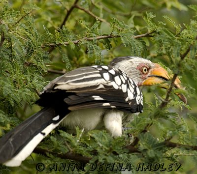 Yellow Hornbill