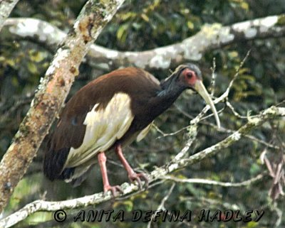 Madagascar Ibis