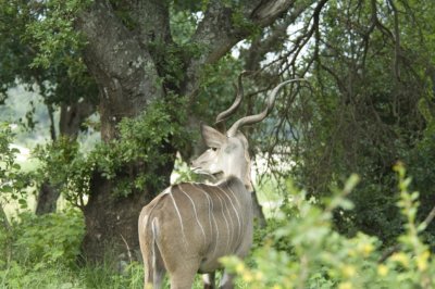 Kruger:  Kudu