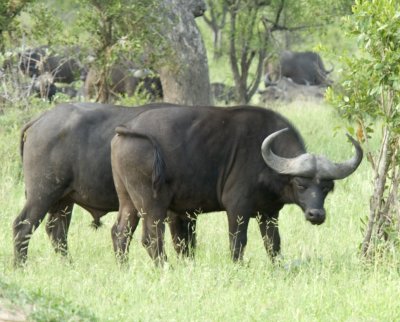 Kruger:  Cape Buffalo