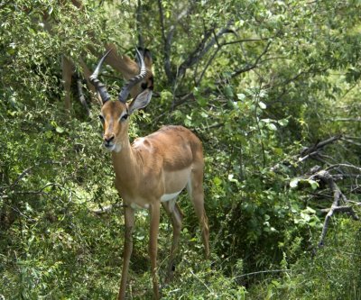 Kruger:  male Impala