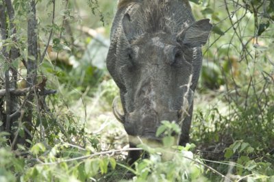 Kruger:  Warthog