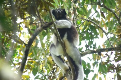 Madagascar:  Indri (largest lemur species)