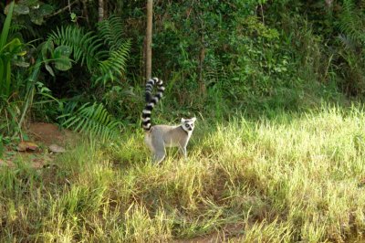 Madagascar:  Ring-tail Lemur