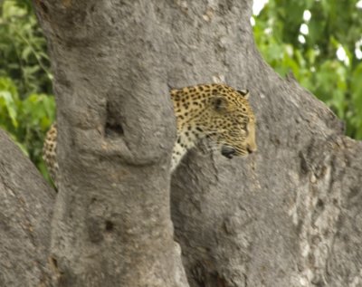 Ouf first ever Leopard sighting