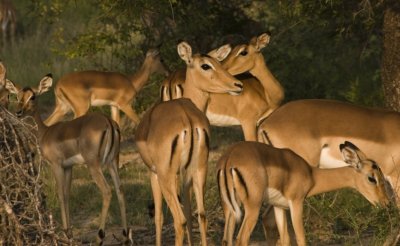 Kruger:  Pack of Impalas