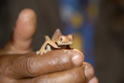 Madagascar:  Chameleon