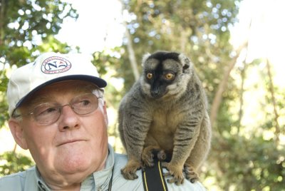 Madagascar:  Brown Lemur