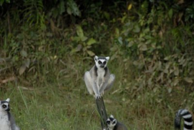 Ring-tailed