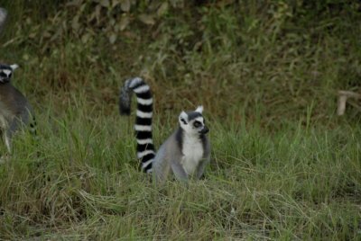 Lemurs of Madagascar