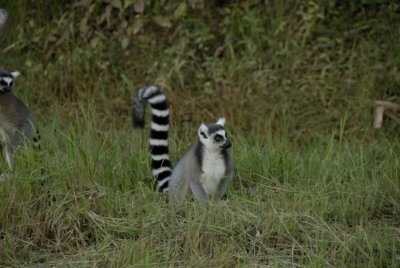 Ring-tailed