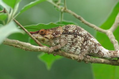 Chameleons