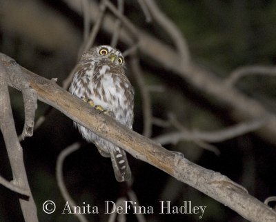 Spotted Owlet