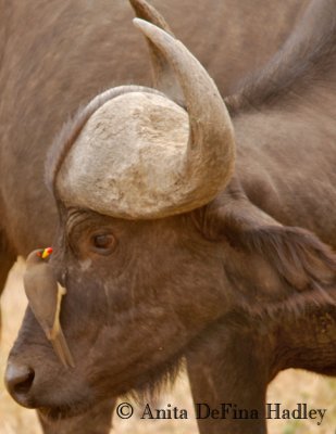 Oxpecker on cape buffalo