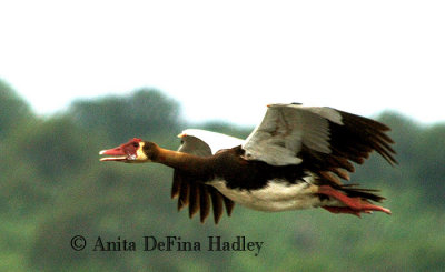 Spur-winged Goose in flight