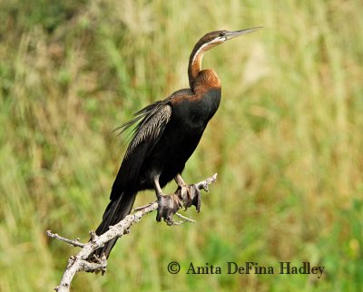 African Darter