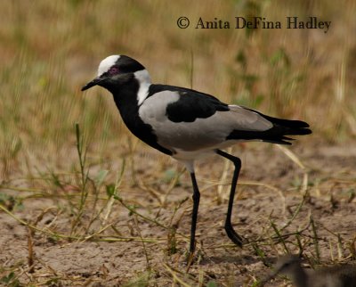 Blacksmith Plover