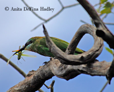 Bee-eater