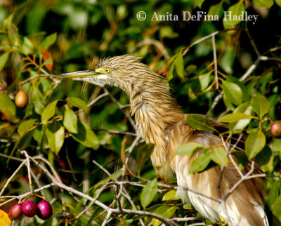 Squacco Heron