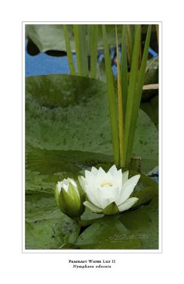 Fragrant Water Lily II